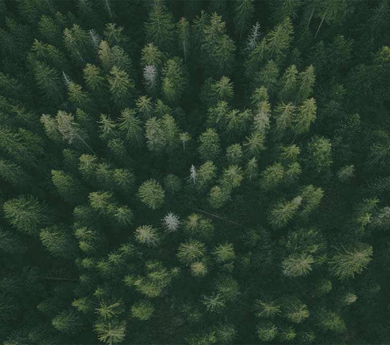 overhead shot of a forest of trees