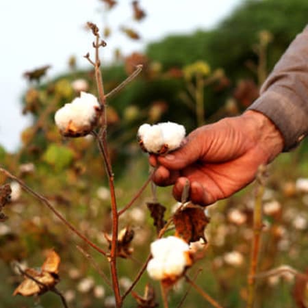 Image of a man's hand touching a bud of cotton on a stem in a field of cotton